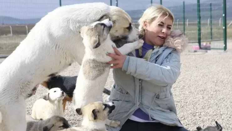 Kuduz köpekleri Şanlıurfa’dan Ankara’ya taşıyan Buket Özgünlü tutuklandı